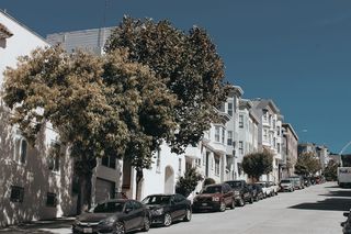 车辆附近的绿树