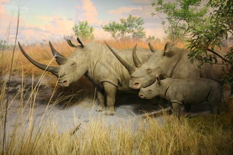 犀牛，动物，动物园，厚皮动物，大猎物，哺乳动物，角，野生动物