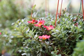 悬挂盆栽、小型开花植物、苗圃、零售苗圃、开花植物、花卉、开花植物