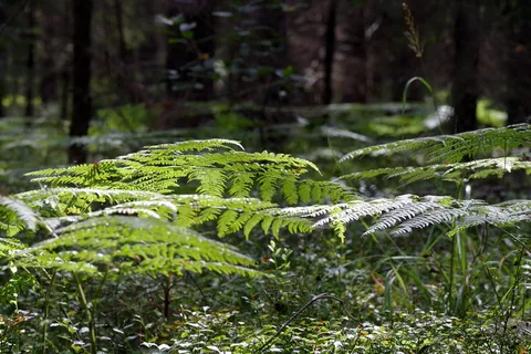 蕨类植物，树叶，树木，森林，绿色，自然，叶子，珊瑚虫