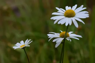 雏菊, 鲜花, 白, 雏菊, 春天, 盛开, 花瓣, 甘菊
