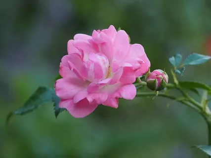 粉色玫瑰花,玫瑰,贺卡,背景,地图,植物,粉色,浪漫 粉色玫瑰花,玫瑰,贺卡,背景,地图,植物,粉色,浪漫
