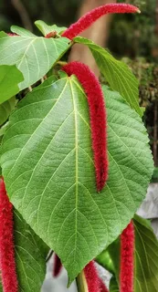 苋菜，苋菜，悬挂，红色，树，植物，叶子，自然