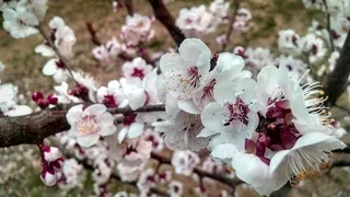 白色和紫色花瓣的植物
