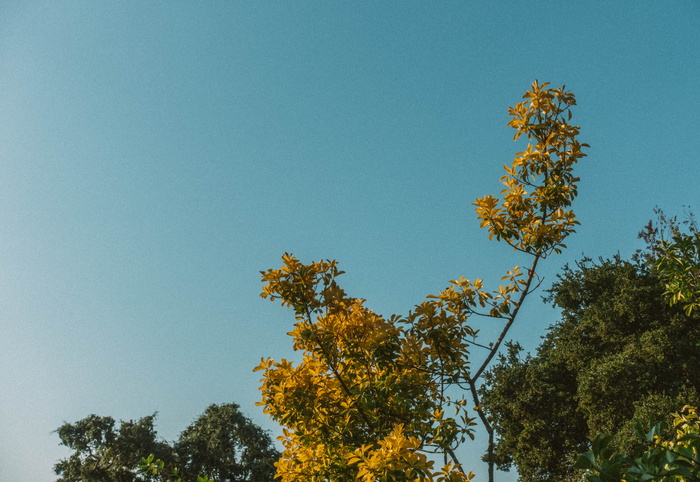 阿瑟顿，美国，秋天，森林，树木，天空景观，自然，加利福尼亚