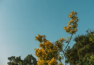 阿瑟顿，美国，秋天，森林，树木，天空景观，自然，加利福尼亚