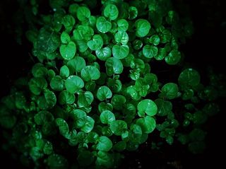 新鲜，绿色，叶子，植物，植物，自然，背景，绿色