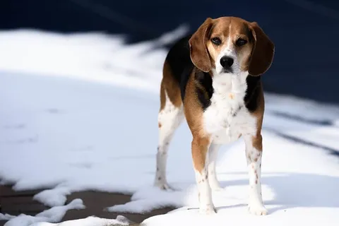 站在雪地上的三色杰克罗素梗 站在雪地上的三色杰克罗素梗