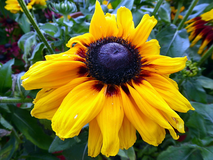 花，紫草，黄色，夏季，菊科，黑色，开花植物，花瓣