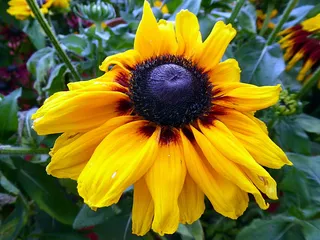 花，紫草，黄色，夏季，菊科，黑色，开花植物，花瓣