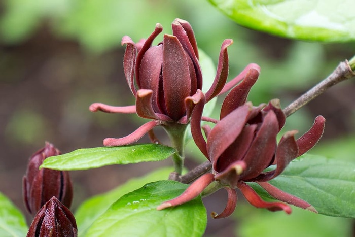 Calycanthus floridus，通常被称为Carolina allspice，是一种罕见的圆形落叶灌木，可长到6-9米高。这种植物能开出芳香的、棕色到勃艮第色的花，从4月中旬到5月中旬开花。花被褐色的、瓮状的果实种子荚所取代，这些种子荚在秋天成熟，在整个冬季持续数月。深色、有光泽、绿色的叶子和树皮被压碎后会释放出丁香或樟脑般的气味。花和叶都经常用来做花香。使用的其他名称还有甜灌木、草莓灌