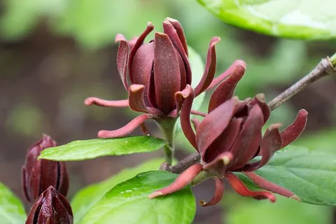 Calycanthus floridus,通常被称为Carolina allspice,是一种罕见的圆形落叶灌木,可长到6-9米高。这种植物能开出芳香的、棕色到勃艮第色的花,从4月中旬到5月中旬开花。花被褐色的、瓮状的果实种子荚所取代,这些种子荚在秋天成熟,在整个冬季持续数月。深色、有光泽、绿色的叶子和树皮被压碎后会释放出丁香或樟脑般的气味。花和叶都经常用来做花香。使用的其他名称还有甜灌木、草莓灌 Calycanthus floridus,通常被称为Carolina allspice,是一种罕见的圆形落叶灌木,可长到6-9米高。这种植物能开出芳香的、棕色到勃艮第色的花,从4月中旬到5月中旬开花。花被褐色的、瓮状的果实种子荚所取代,这些种子荚在秋天成熟,在整个冬季持续数月。深色、有光泽、绿色的叶子和树皮被压碎后会释放出丁香或樟脑般的气味。花和叶都经常用来做花香。使用的其他名称还有甜灌木、草莓灌