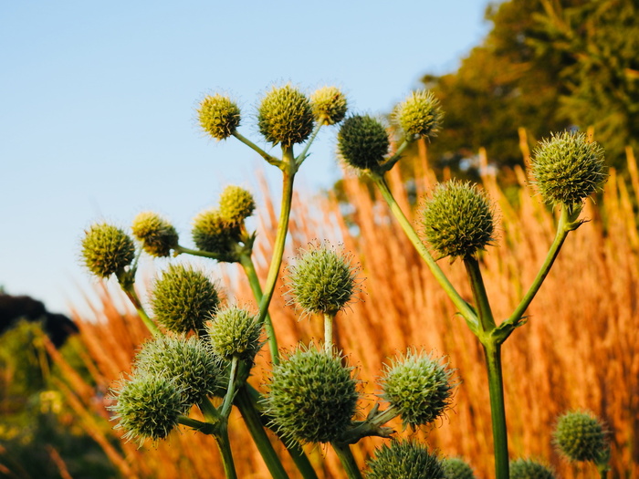 美国，肯尼特广场，1001 longwood路，植物，生长，花卉，生长，自然