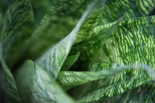 绿叶植物，绿色，叶子，植物部分，特写，植物，没有人，自然