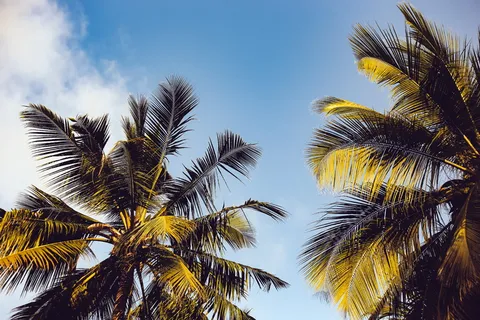 两棵椰子树上碧蓝的天空 两棵椰子树上碧蓝的天空