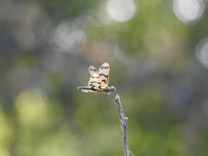 昆虫, 蜻蜓, 散景, 专注于前景, 野生动物, 野生动物, 动物主题, 动物