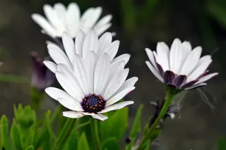 •雏菊•、花朵•、花朵•、新鲜•、花朵•、夏季•、植物•、天然•