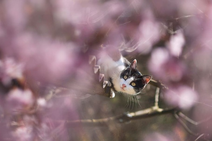 选择性，焦点，选择性焦点，燕尾服猫，春天，猫，花，屋顶