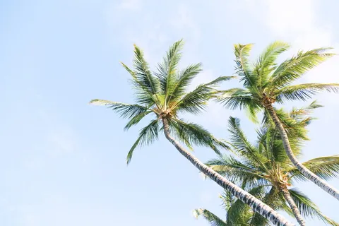棕榈树,三棵,椰子,树,树,植物,自然,农场 棕榈树,三棵,椰子,树,树,植物,自然,农场