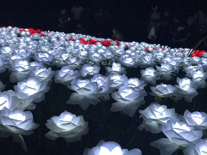 菲律宾，海湾城市，辉光，海湾，花朵，夜间花朵，白玫瑰，玫瑰