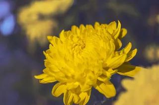 越南，胡志明市，墙纸，雏菊，花，黄菊花，黄雏菊，自然