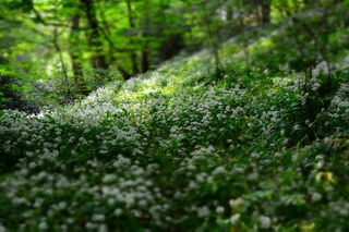 白天的绿色植物