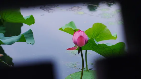 莲花,植物,水,夏天,叶子,花,植物部分,开花植物 莲花,植物,水,夏天,叶子,花,植物部分,开花植物