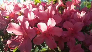 花卉，橘园，植物园，美丽的花朵，植物，花园花朵，鲜艳的颜色，花朵