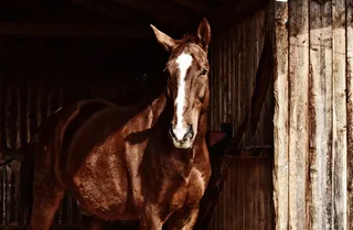 马，棕色，动物，动物世界，棕色马，摊位，瑞特霍夫，瑞特霍夫