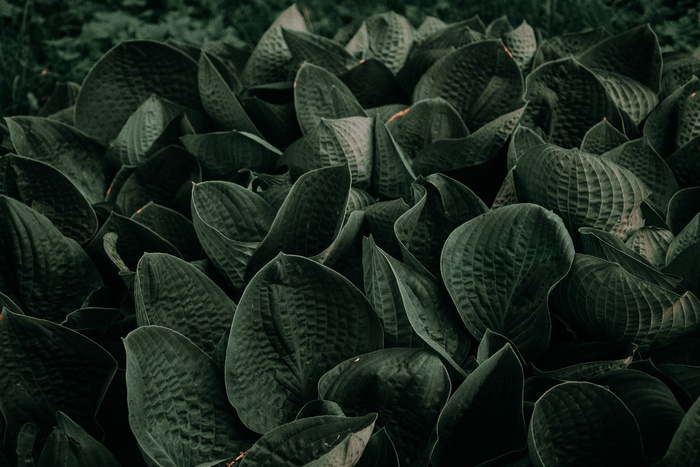 黑色植物照片