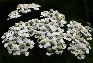 蓍草, 开花植物, 舌头绽放, 鲜花, 白花, 蓍草, 复合材料, 菊科