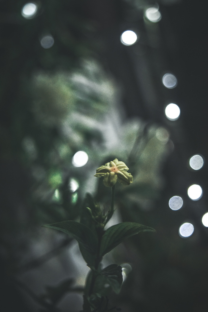 植物，花朵，花朵，花瓣，雏菊，雏菊，花粉，圣诞灯