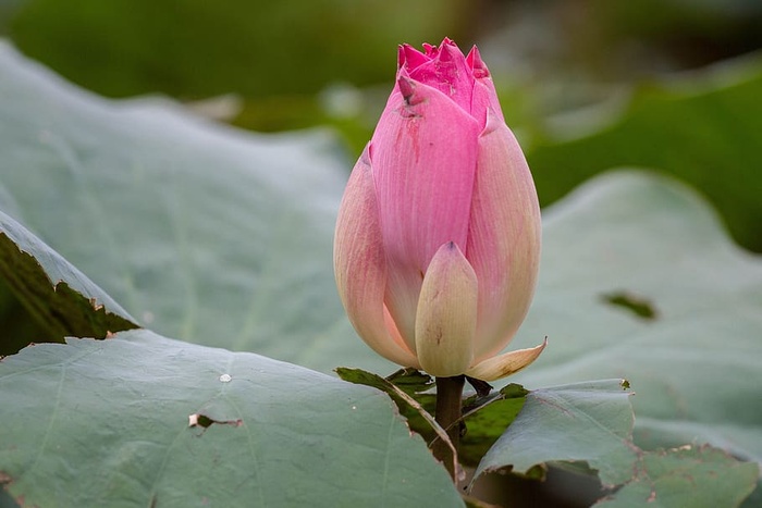 莲花，花朵，粉色花朵，莲花颜色，自然，粉色，莲花盆，花朵