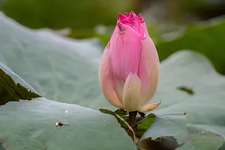 莲花，花朵，粉色花朵，莲花颜色，自然，粉色，莲花盆，花朵