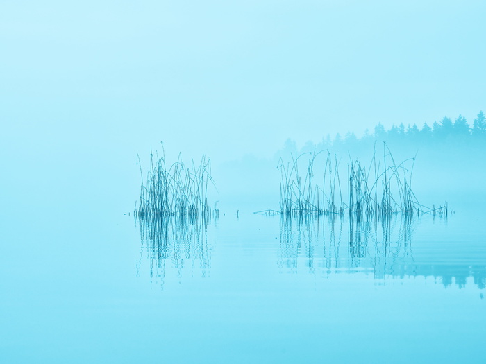 植物、身体、水、白天、湖泊、雾、森林、早晨