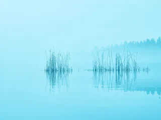 植物、身体、水、白天、湖泊、雾、森林、早晨