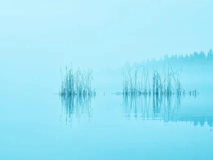 植物、身体、水、白天、湖泊、雾、森林、早晨 植物、身体、水、白天、湖泊、雾、森林、早晨