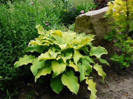 咳嗽, 花园, 绿色, 植物, 夏季, 增长, 绿色, 植物部分