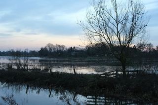 光秃秃的，树，环绕，水，宽，摄影，中间，湖