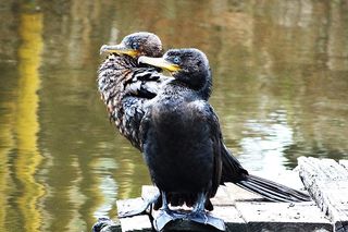 鸬鹚, 新热带鸬鹚, 湖, 池塘, 鸟类, 眼睛, 羽毛, 可惜