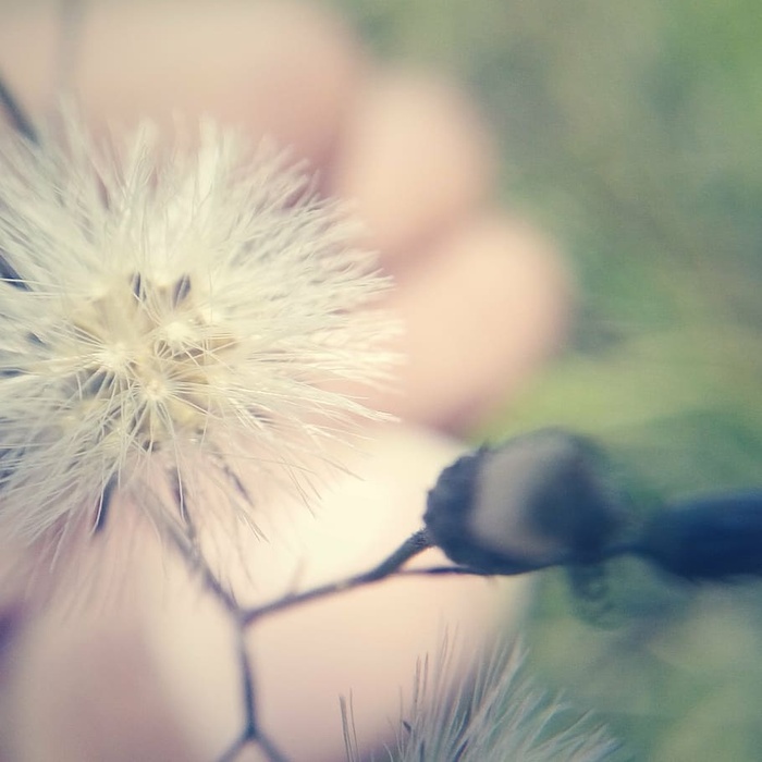 开花，开花，模糊，树枝，特写，蒲公英，精致，柔和