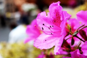 花，自然，夏天，花，花园，粉色，颜色，花瓣