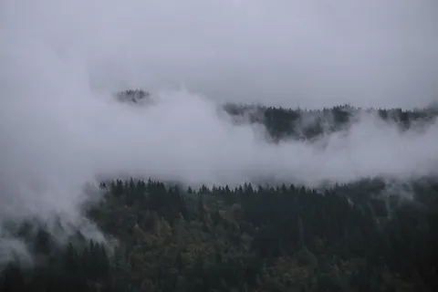 烟雾覆盖森林、自然、户外、雾、天气、雾、耶鲁湖、美洲狮 烟雾覆盖森林、自然、户外、雾、天气、雾、耶鲁湖、美洲狮