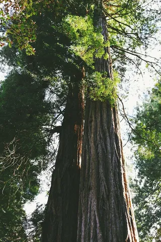 绿色，叶子，树，晴朗，天空，棕色，木质，树干