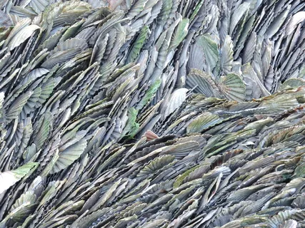 扇贝，海岸，法国，海岸，水生，纹理，全框架，背景