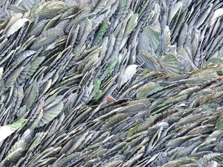 扇贝，海岸，法国，海岸，水生，纹理，全框架，背景