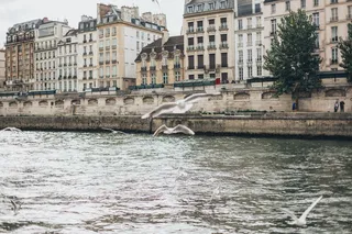 海鸥在建筑物附近的河上飞翔