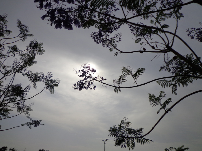 太阳、阳光、树木、树枝、天空、云朵、户外、风景