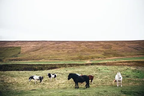 白天田野里的长毛马