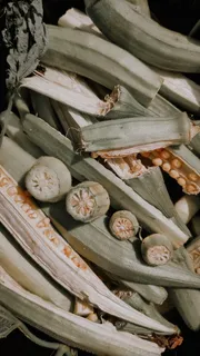 植物、昆虫、无脊椎动物、动物、糖果、糖果、食品、巴西